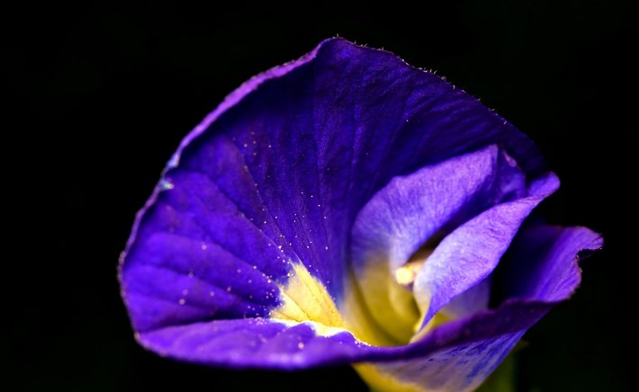 Baking with Butterfly Pea Flowers: A Beginner's Guide to Naturally Blue Bakes